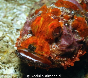 Stone Fish by Abdulla Almehairi 